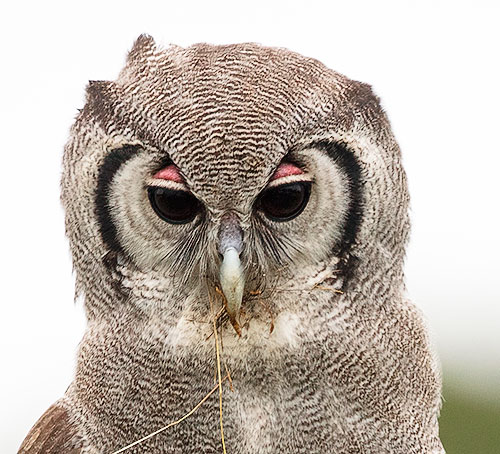 Verreauxs Eagle Owl head